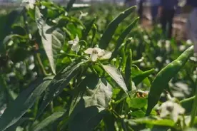 嗜辣逾千年！广东最能吃辣的人靠种指天椒致富图片