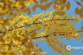 北京迎来秋天最美时段 阳光洒落银杏“闪金”图片