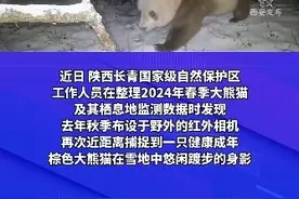 秦岭不只有“七仔”！棕色大熊猫+1图片