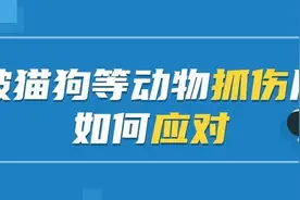 宠物打过疫苗≠你不会感染！被宠物抓伤后应该怎么办？图片