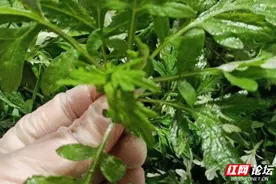 春天是什么味道？到这道艾草青团里找你要的答案图片