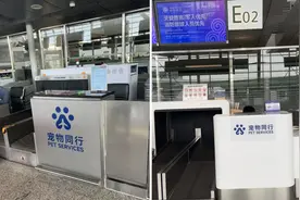 最贵近2000元！带“毛孩子”坐飞机不便宜，你愿意买单吗？图片