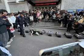 实探坡子街派出所警察节活动现场：酷萌警犬实地搜爆演练，家长携孩子专门参加活动图片