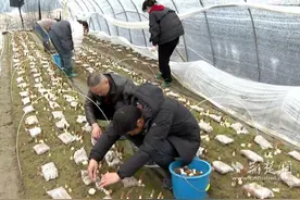 浠水发展特色种植业 点燃乡村振兴“新引擎”图片