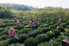 安徽六安：春光一片好 茶香飘四野图片