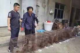 四川警方侦破非法捕猎售卖野生猕猴案的背后：保护难亟须破解图片