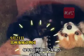 常州淹城动物园10只人工育幼小熊猫集中亮相图片