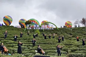 紫阳县26万亩富硒茶开园采摘图片