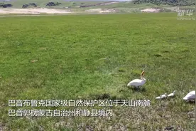 新疆巴音布鲁克：天鹅五口之家其乐融融图片