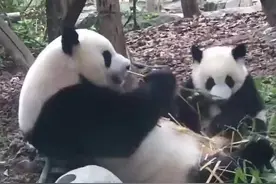 熊猫宝宝抢竹子被妈妈用脚挡住 网友：亲生的团子也没有竹子香图片