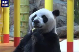 滚滚生日派对进行中！大熊猫三胞胎今天十岁啦图片