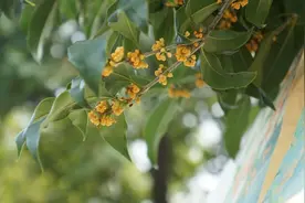 杭州亚运会 | 亚运盛会，桂花盛开图片