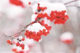 中国最北城市漠河降雪 龙江冰雪旅游将逐渐拉开序幕图片