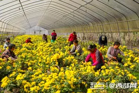 汉中勉县：金丝皇菊喜丰收图片