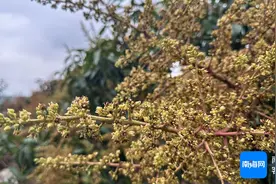 原创组图 | 三亚芒果花开满山野 硕果累累压枝头图片