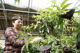 整地、通风、授粉，平谷早熟蟠桃静待月底成熟上市图片