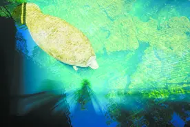 来水晶河寻找美人鱼原型图片