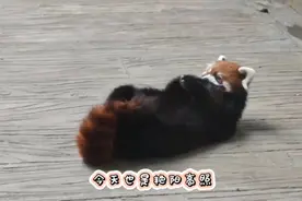 动物视界（218）春暖踏青时，小熊猫的悠闲时光图片