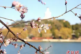 北京市属公园推出40余处踏青赏花片区 丰富夜间赏花体验图片