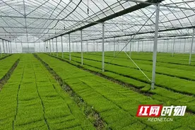 南县厂窖镇：工厂化育秧助力春耕生产图片