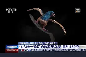 中国发现全球最古老鸟类 将鸟类起源时间提早近2000万年图片
