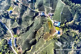 湖北竹山：万亩春茶抢“鲜”开采 绿叶成为致富的“黄金叶”图片