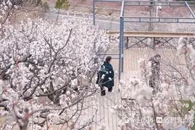 樱桃花、玉兰、杏花本周盛开，樱花预计4月9日迎来始花期图片