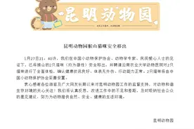 昆明动物园：猴山猫咪安全移出，确认健康状况良好图片