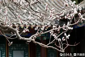 趵突泉万竹园杏花盛开，春色满园引游客驻足图片