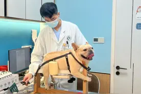 宠物看中医逐渐兴起，中药、针灸、食疗最受欢迎图片