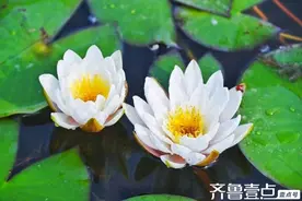 青未了‖姚均华：思念母亲图片
