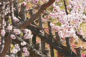 要开啦！山东最美杏花观赏地你去过几个？图片
