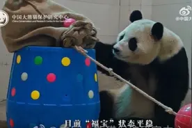 官方确认：大熊猫“福宝”今年不参与繁殖图片