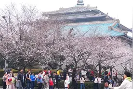 武汉大学樱花即将进入盛花期 本周为今年赏樱的最佳观赏时段图片