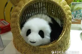 图说文博会：菏泽的高仿真熊猫跟真的一样，吸引大批粉丝图片