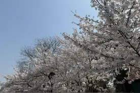 一线探访|单日最高客流近30万，新添赏樱地、书屋咖啡馆入驻……中山公园樱花节解锁新玩法图片