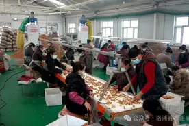 核桃加工从“小作坊”走向大市场图片