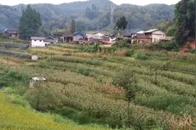 而立之年，困于尘肺图片