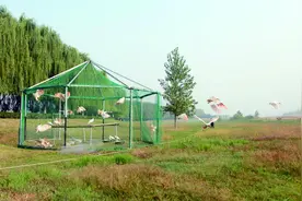 24只朱鹮咸阳野化放飞 陕西十市朱鹮分布全覆盖图片