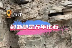 纵览原创｜石家庄西部山区捡到三叶虫古化石？地质专家：这里6亿年前是海洋，捡到很正常图片