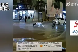 四只狗狗过马路变成新晋网红：排队等红绿灯，狗狗看到绿灯才过马路图片
