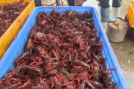 起步价微涨，消费更旺，餐桌顶流小龙虾的“出场费”触底反弹图片