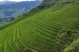 铸牢共同体 中华一家亲 | 种田“晒衣”“长发”都是风景！“天下一绝”龙脊梯田的乡村振兴之路图片