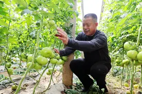 山东滕州：大棚种植促增收图片