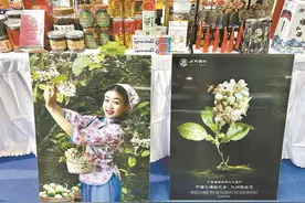 全国人大代表廖志略两年建言终落地  化橘红获批进入“药食同源”目录图片