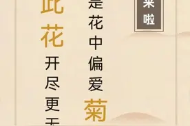 这个双十一，去黄潭看菊花图片