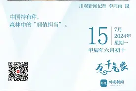 金丝猴日，走近美丽神奇的川金丝猴（2024年7月15日）图片