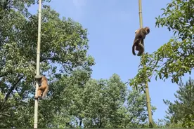 羊驼竞走，猕猴爬杆，这场动物运动会彩排，场面好笑到犯规图片