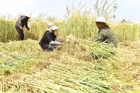【组图】大理巍山：大麦开镰获丰收图片