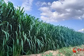 泾川：“巨菌草”成为群众致富“幸福草”图片